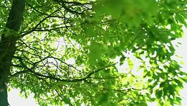 透过树叶的太阳光树木视频的预览图